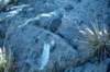 alpinetonaliteoutcrop_small.jpg